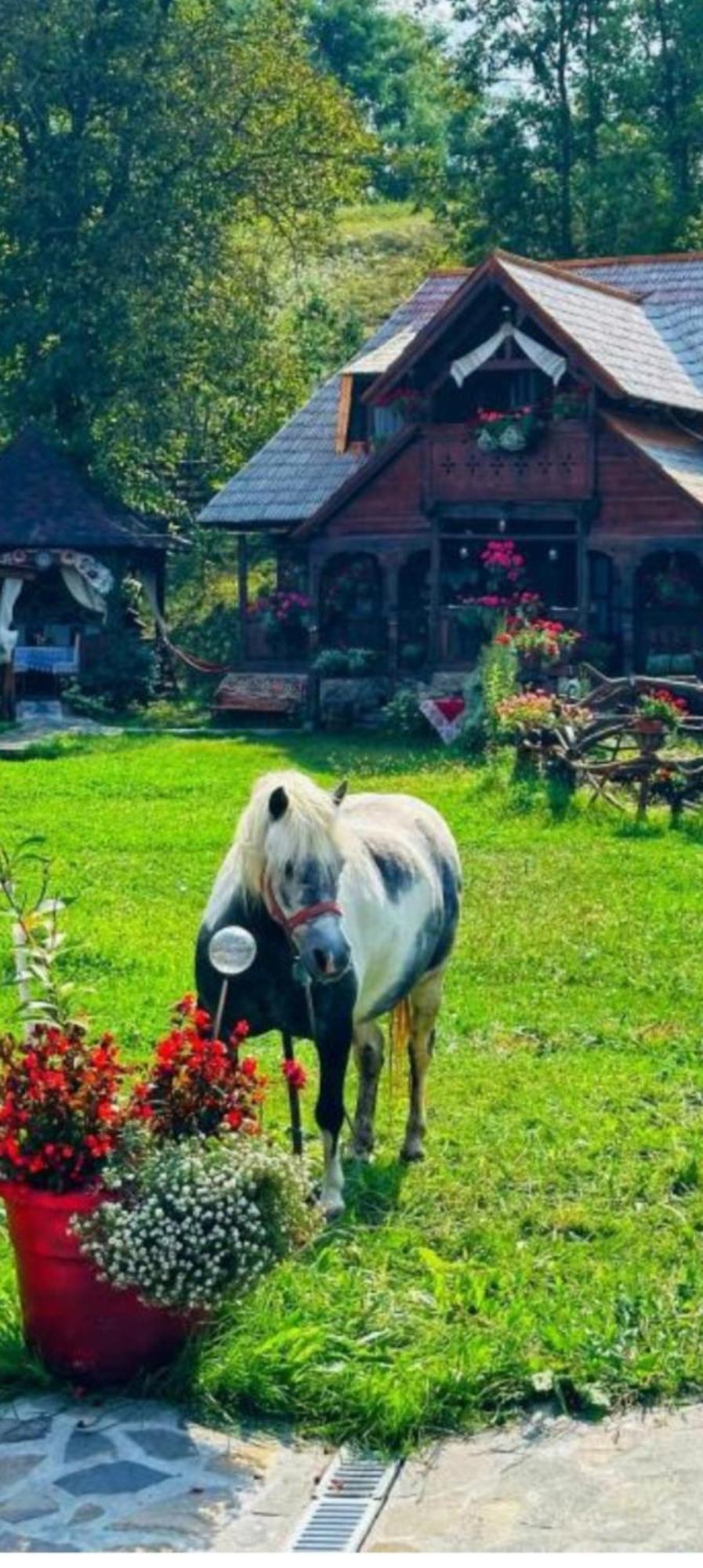 Pensiunea Rustic Oncesti Zewnętrze zdjęcie